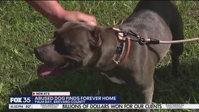 Dog abused, whipped with chain on road to recovery