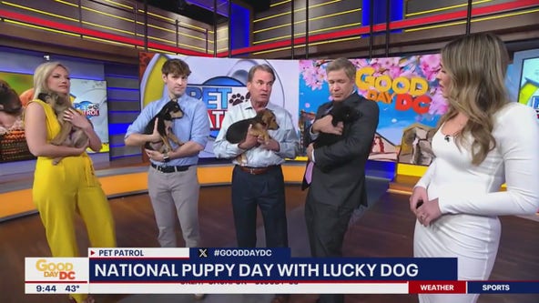 National Puppy Day!
