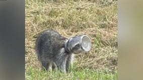 Raccoon with head trapped in jar concerns rescuers