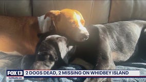 2 dogs killed, 2 missing on Whidbey Island