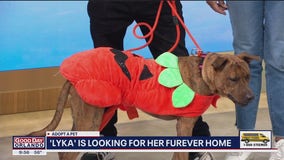 Adopt A Pet: Meet Lyka
