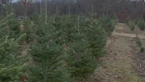 Christmas tree farms open for the season