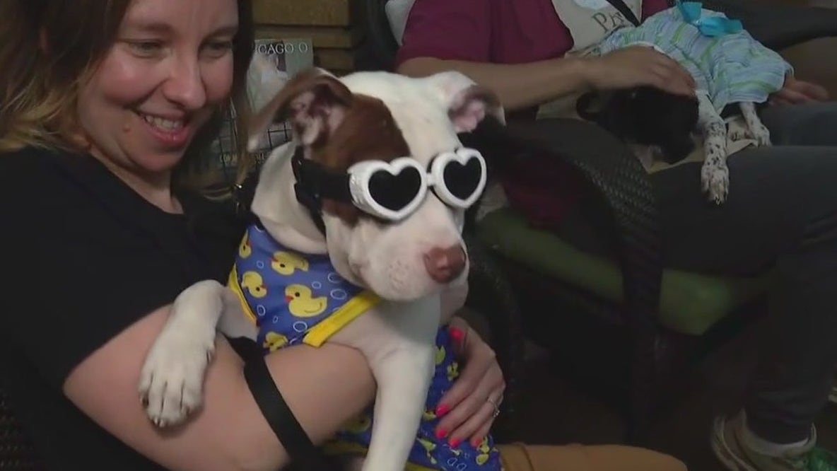 PAWS Chicago kicks off Spring Adopt-a-thon tomorrow