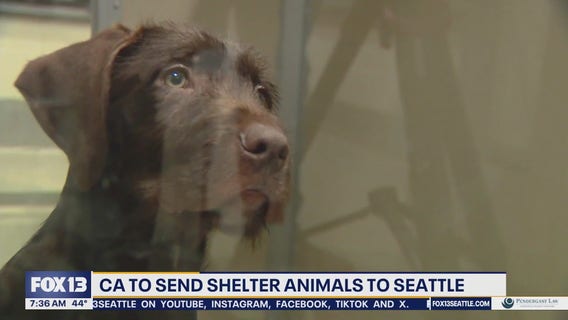How you can help animals rescued by CA wildfires