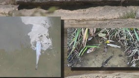 Dead fish found in Bull Creek