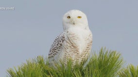 Snowy owl spotted at Brooklyn park