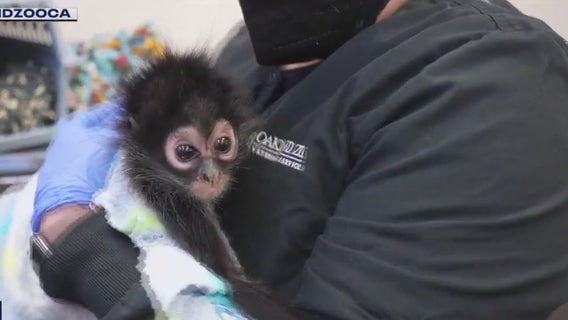 Young spider monkey rescued from home in Vallejo