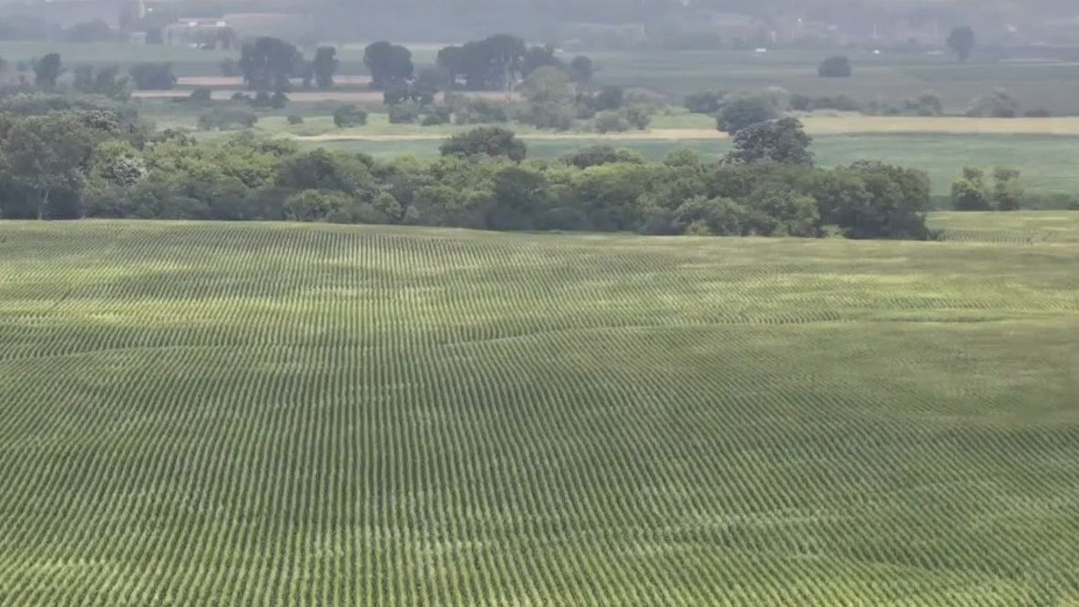 What is corn sweat?