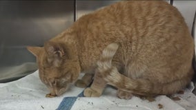 Cat on roof of SUV before reaching Flagstaff highway