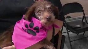 Zip Trips: Animals of Castro Valley with Paws That Matter