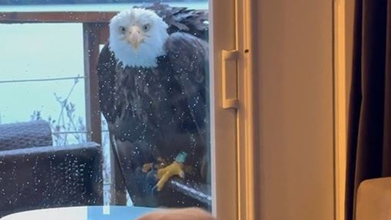 'What the Hell?': Family and pet dog frightened by bald eagle’s visit