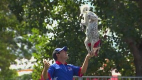 Minnesota Disc Dogs at the State Fair