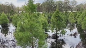 Hurricane batters Florida Christmas tree farm