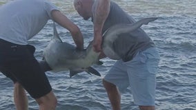'Squiggly shark' with 'rare' deformity hooked in Titusville: 'I feel bad keeping this one'