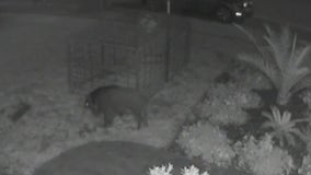 Wild boars tear up school grounds