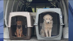 Indiana man arrested after search uncovers dozens of animals in poor condition, officials say