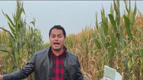 KTVU reporter tries not to get lost in California corn maze