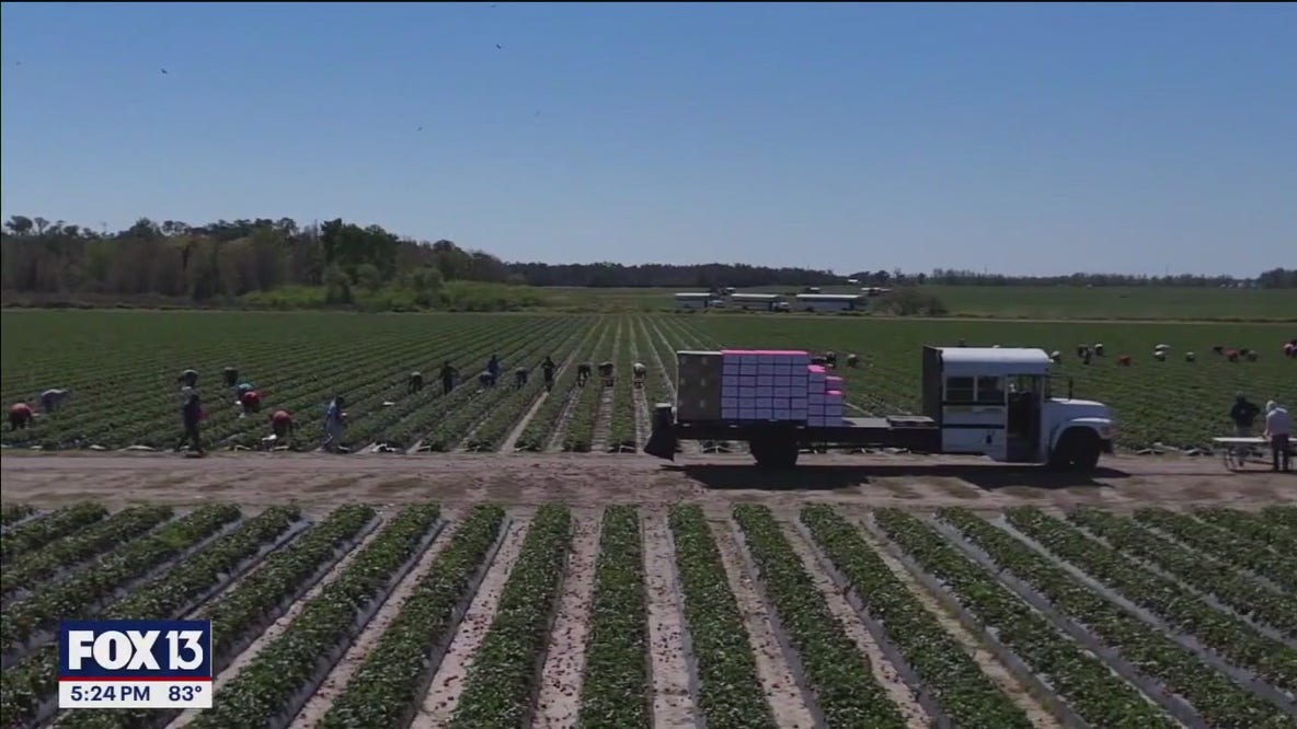 Artificial Intelligence to help growers assess hurricane crop damage