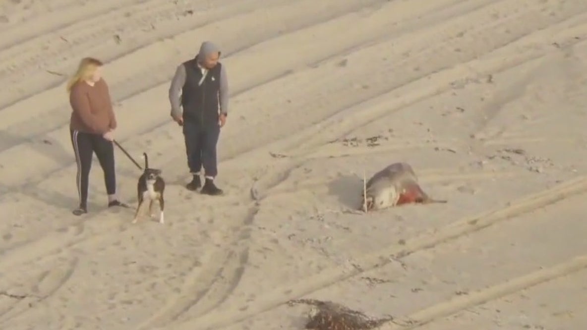 Dead sea animals washing ashore along SoCal beaches