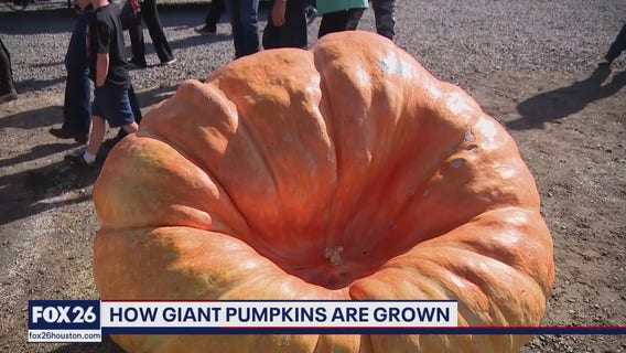 King tides, Bill Nye, giant pumpkins, and more | Forecasting With Friends