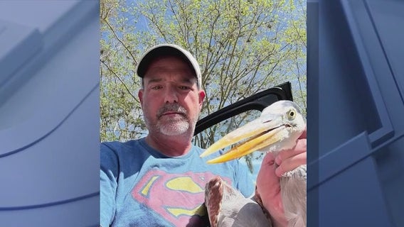 Florida angler attempts to save great blue heron ensnared in fishing line