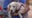 Meet Michonne: Our Pet of the Day