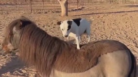 Dog shows off horse-riding skills