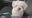 Owner desperate for return of her dog snatched from front yard