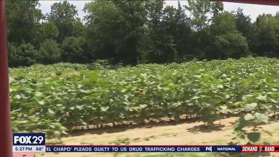 Farmers grappling with heat, heavy rain
