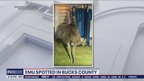 Emu spotted wandering in yards in Bucks County