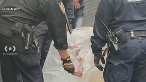 Snake found in a bag in the Bronx