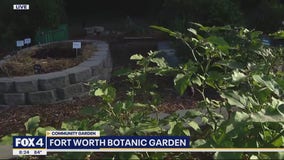 Community garden opens at FW Botanic Garden