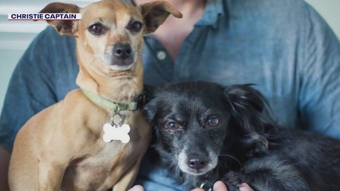 2 dogs killed in Phoenix by a coyote, family says