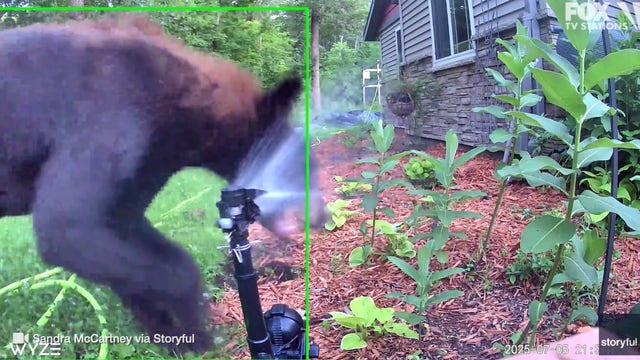 Bear surprised by motion-activated sprinkler: Video