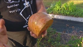 Growing pumpkins in Florida