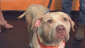 Pet of the Week: Velvet from APA!