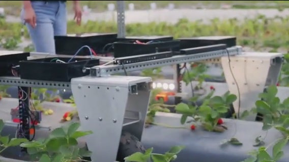Using AI for targeted weed spraying