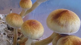 Moms on Mushrooms: Microdosing psychedelics