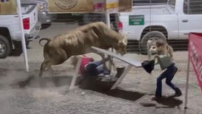 Rodeo bull hops fence, 3 people injured