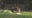 Park being overrun with squirrels