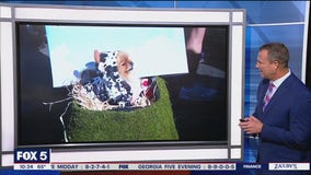 Dogs dress up for Halloween parade