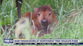 Baby Bison born at Northwest Trek Wildlife Park