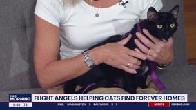 Flight angels helping cats to find forever homes