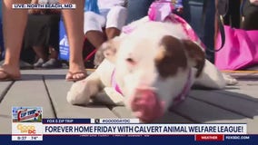 Forever home Friday with Calvert Animal Welfare League