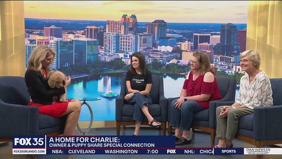 Limb different Golden Retriever, Charlie, brings comfort