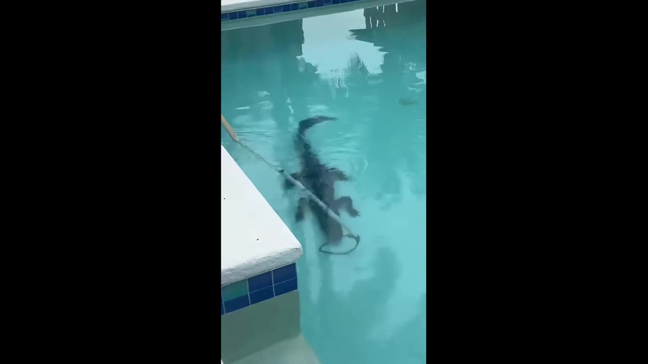 Video: Florida alligator crashes homeowner's backyard pool