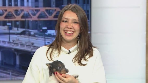 Hinsdale Humane Society hosting delightful adoption event