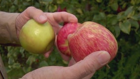 Honeycrisp harvest just days away