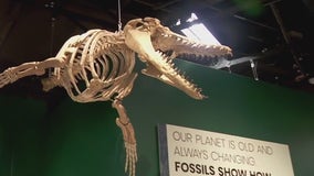 Dino Fest returns to Science Museum of Minnesota