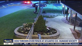 Dog thrown over fence at humane society in Atlantic County